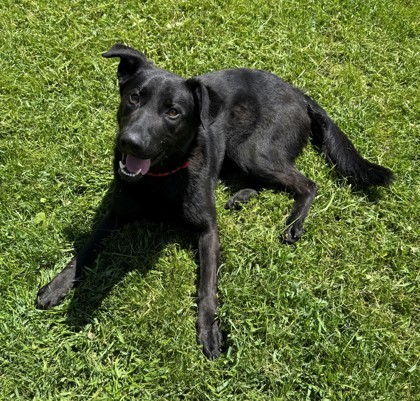 Ace Bond, an adoptable German Shepherd Dog, Labrador Retriever in Willmar, MN, 56201 | Photo Image 1