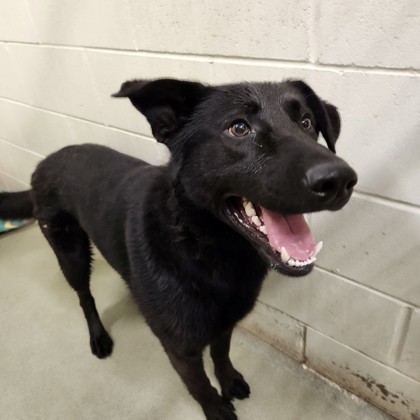 Ace Bond, an adoptable German Shepherd Dog, Labrador Retriever in Willmar, MN, 56201 | Photo Image 2
