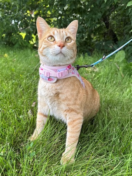 LuLu