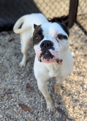 Hey Im Chance Im a sweet and spirited dog just looking for my forever home and Im hoping that
