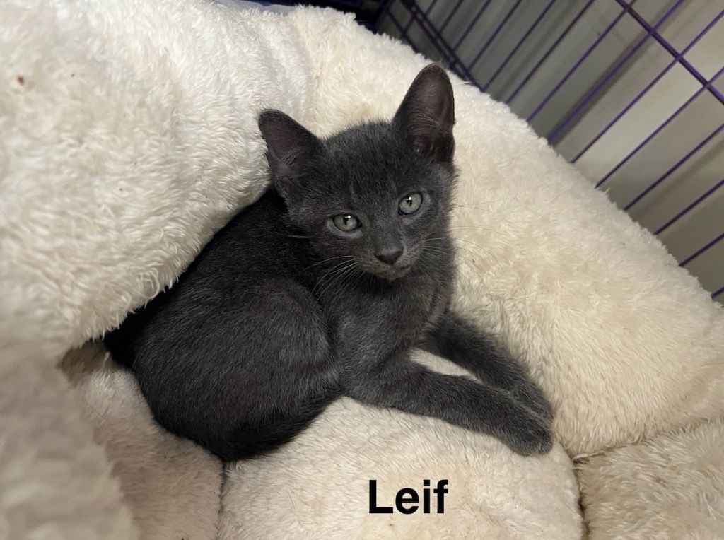Leif