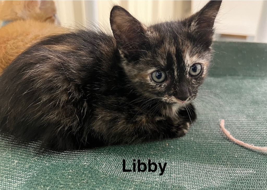 Libby