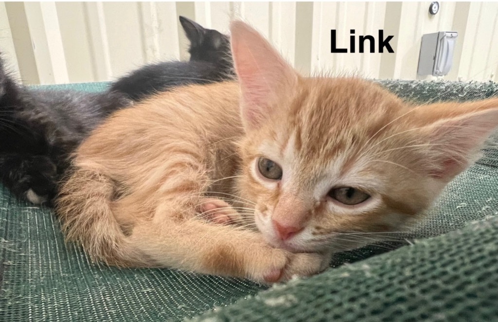 Link