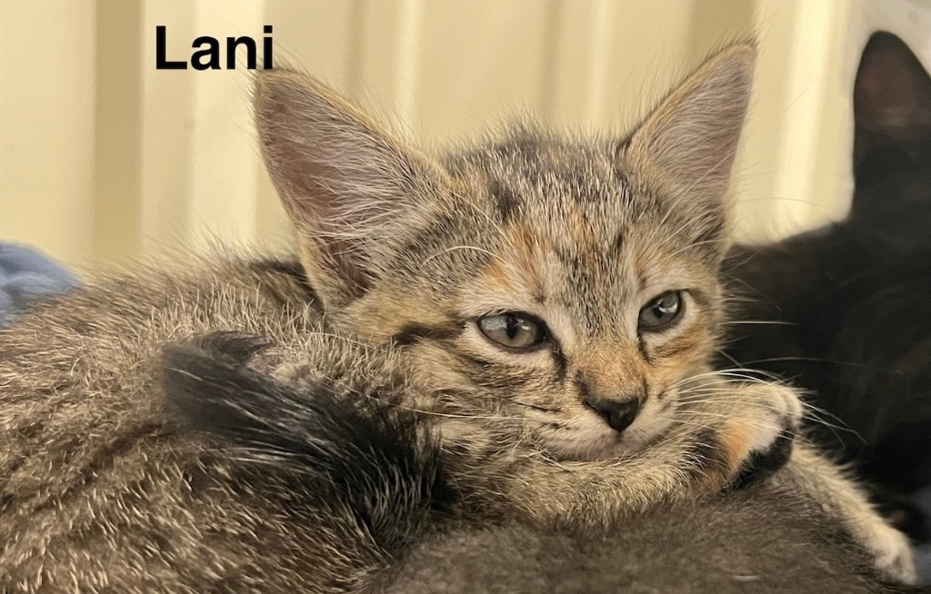Lani