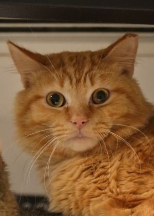 Tarocco is a shy sweetheart who just needs a little time to open up-once he does hes all cuddles a
