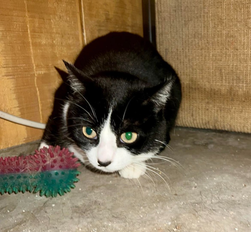 Zoe, an adoptable Domestic Short Hair in Cloquet, MN, 55720 | Photo Image 1