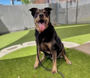 *Bessie*, Adult Female Rottweiler