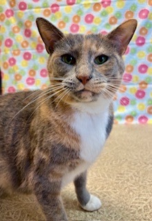 Chilli, Adult Female unknown