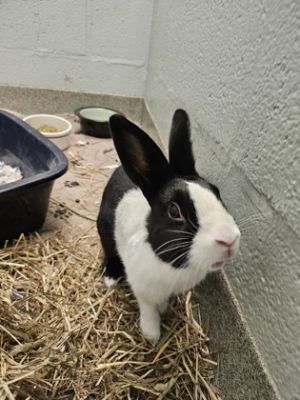 Camellia, Adult Female Bunny Rabbit