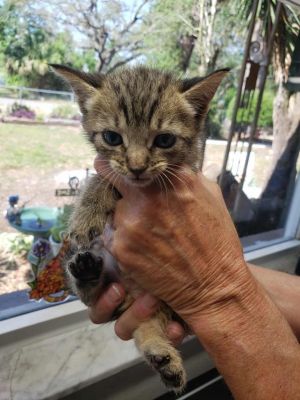 Sonic, Baby Male unknown