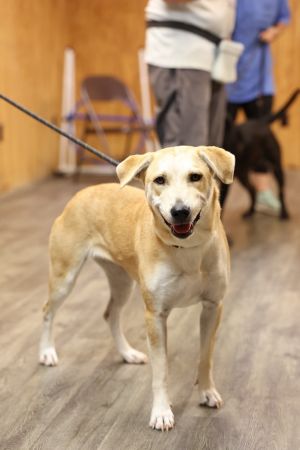Sally, Young Female Mixed Breed