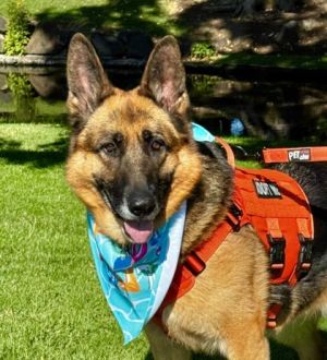 Shelby, Young Female German Shepherd Dog