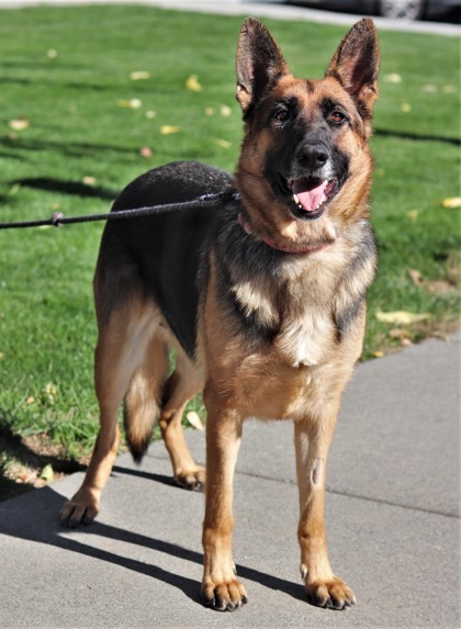 Shelby, an adoptable German Shepherd Dog, Mixed Breed in Walla Walla, WA, 99362 | Photo Image 2
