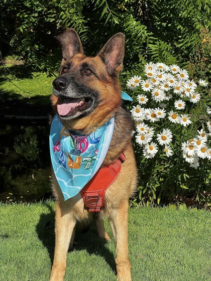 Shelby, an adoptable German Shepherd Dog, Mixed Breed in Walla Walla, WA, 99362 | Photo Image 3