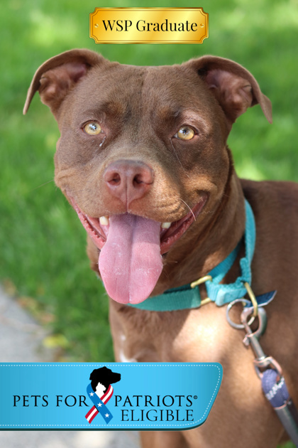 Gabby, an adoptable Mixed Breed in Walla Walla, WA, 99362 | Photo Image 1
