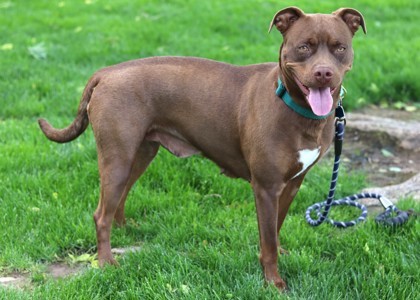 Gabby, an adoptable Mixed Breed in Walla Walla, WA, 99362 | Photo Image 2
