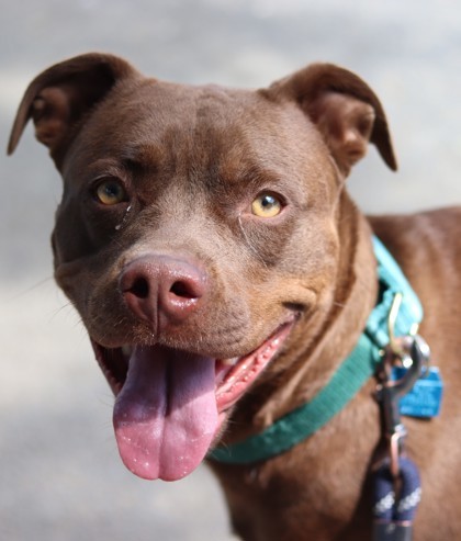 Gabby, an adoptable Mixed Breed in Walla Walla, WA, 99362 | Photo Image 3