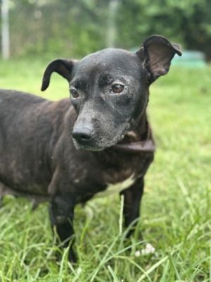Bessie, Adult Female Mixed Breed