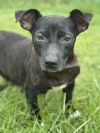 Bessie photo 2