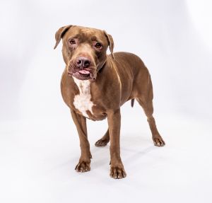 Princess, Adult Female Pit Bull Terrier