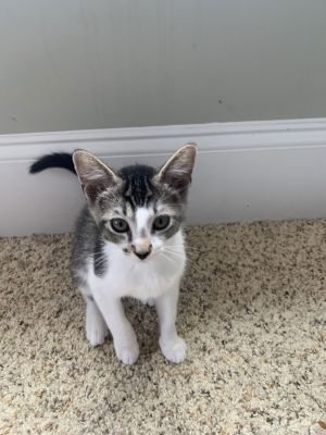 2paws