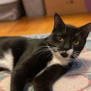 Meet Yuzu a soulful-eyed explorer with a heart full of potential Yuzu is a curious adventurer who 