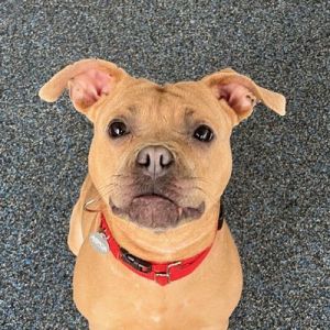 Looking for a dog with something to say Cobra might just be your perfect match This sassy girl isn