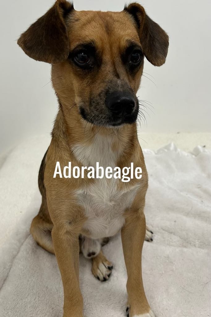 Adorabeagle