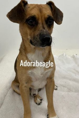 Adorabeagle, Adult Male Beagle