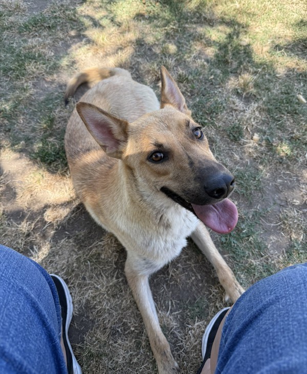 Gracie