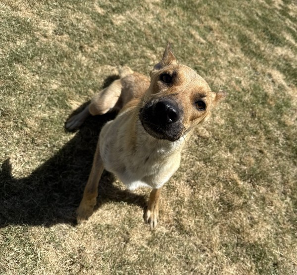 Gracie