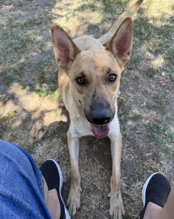 Gracie