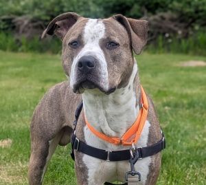 Wade (mcas), Adult Male Pit Bull Terrier
