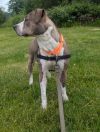 Wade (mcas) photo 3