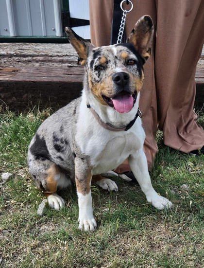 Pebbles, an adoptable Cardigan Welsh Corgi, Australian Shepherd in McCook, NE, 69001 | Photo Image 1