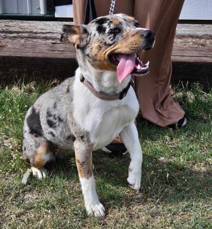 Pebbles, an adoptable Cardigan Welsh Corgi, Australian Shepherd in McCook, NE, 69001 | Photo Image 2
