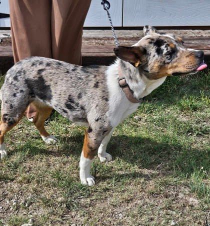 Pebbles, an adoptable Cardigan Welsh Corgi, Australian Shepherd in McCook, NE, 69001 | Photo Image 3