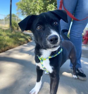 Woody, Baby Male Pit Bull Terrier