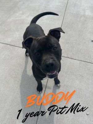 Buddy, Young Male Pit Bull Terrier