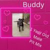 Buddy photo 3
