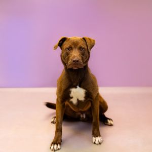 Primary Color Brown Secondary Color White Weight 61lbs Age 2yrs 1mths 0wks Animal has been Neute