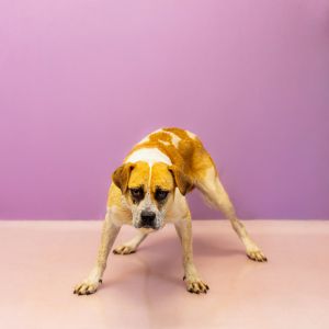 Primary Color White Secondary Color Tan Weight 56lbs Age 2yrs 0mths 2wks Animal has been Spayed
