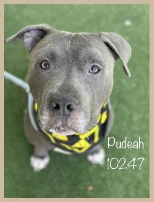 Primary Color Grey Secondary Color White Weight 62375lbs Age 3yrs 0mths 3wks