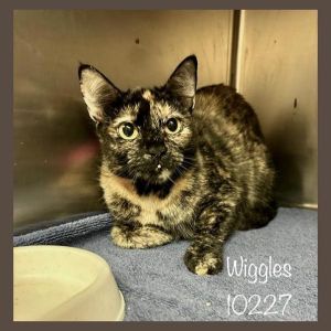 Primary Color Tortoiseshell Weight 85lbs Age 2yrs 0mths 2wks