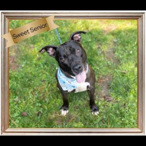 Clifton Trace, Adult Male American Staffordshire Terrier