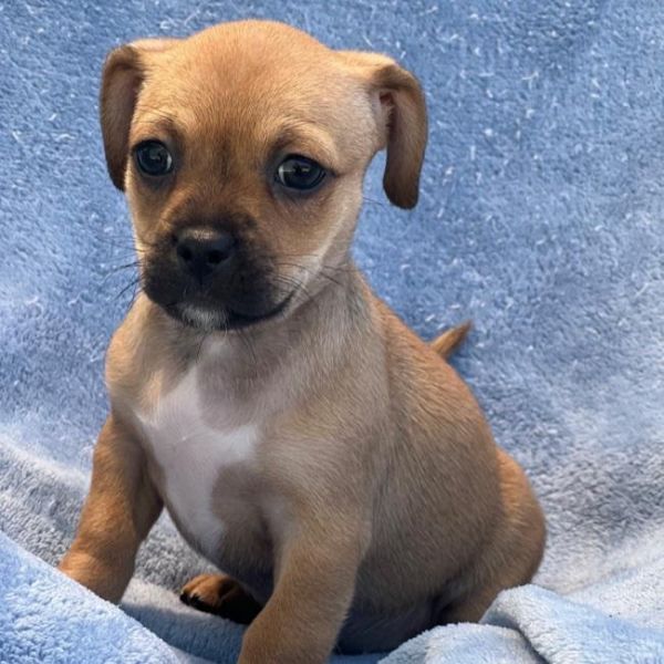 Chi Chi Pup - photo 1