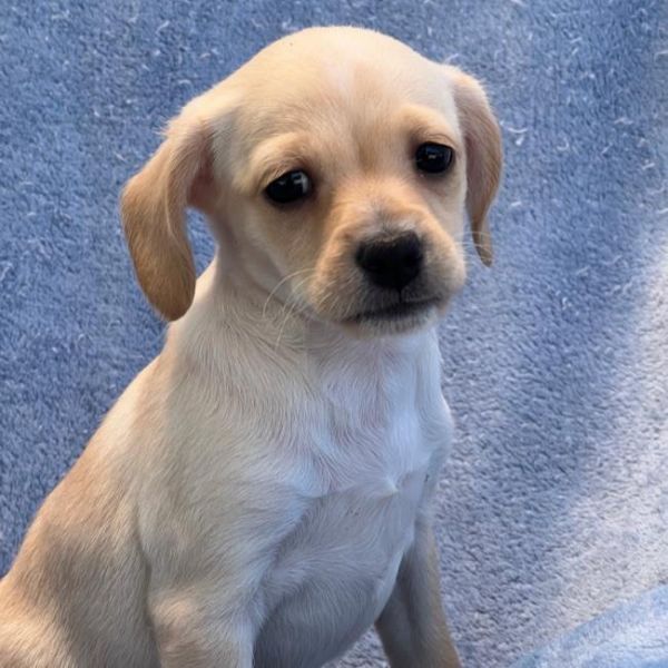 Chi Chi Pup - photo 1