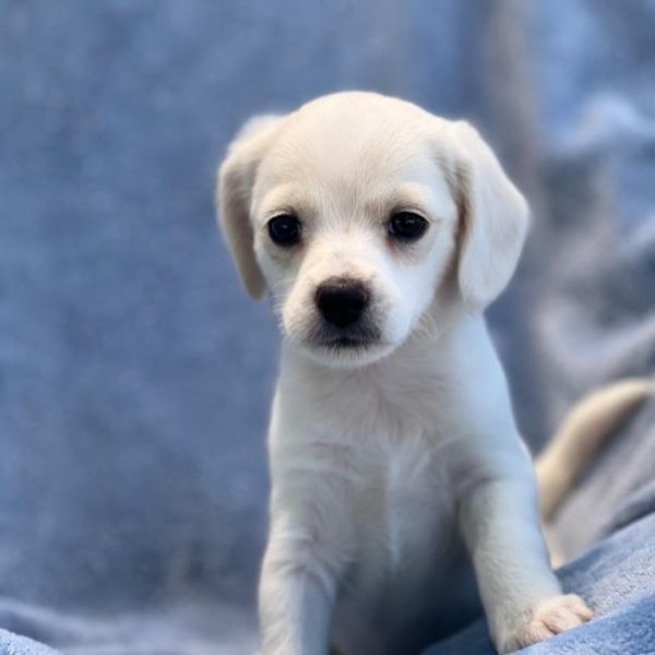 Chi Chi Pup - photo 1
