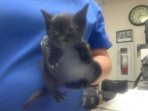 Gabby, Adult Female Domestic Short Hair
