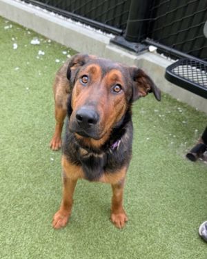 What my friends at Seattle Humane say about me I am a young pup who is ready to learn I
